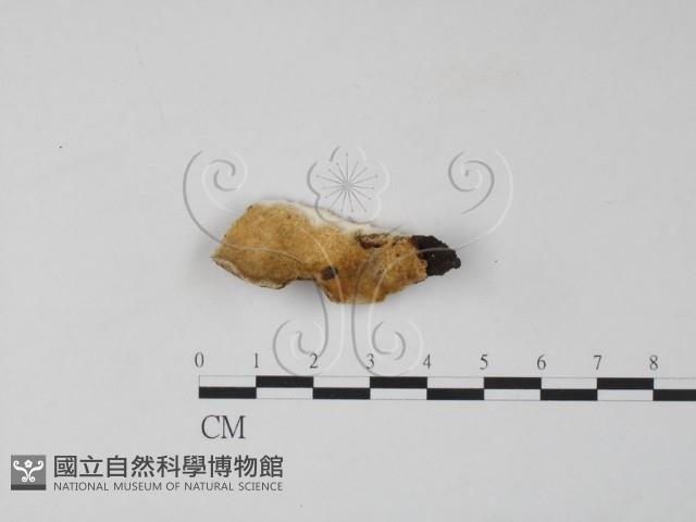 雲芝藏品圖，第1張