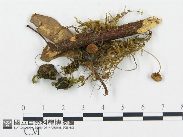 登錄號:F0016327藏品圖，第1張