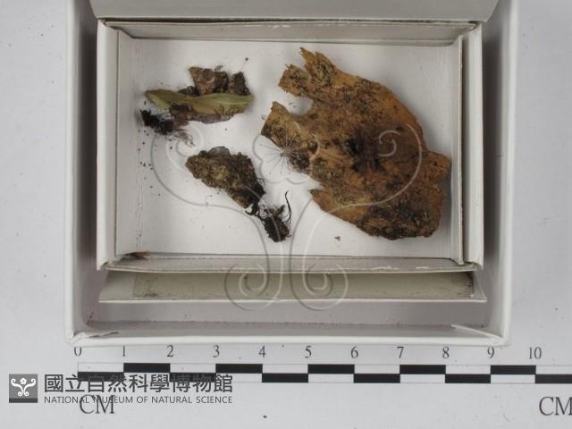登錄號:F0021327藏品圖，第1張