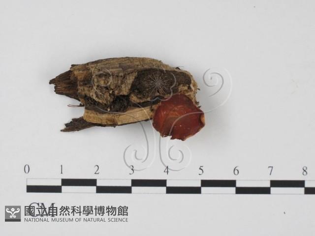 登錄號:F0011327藏品圖，第1張