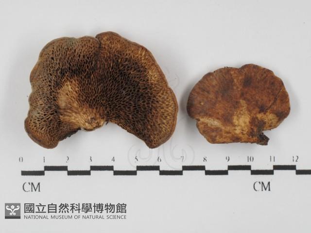 登錄號:F0031327藏品圖，第1張