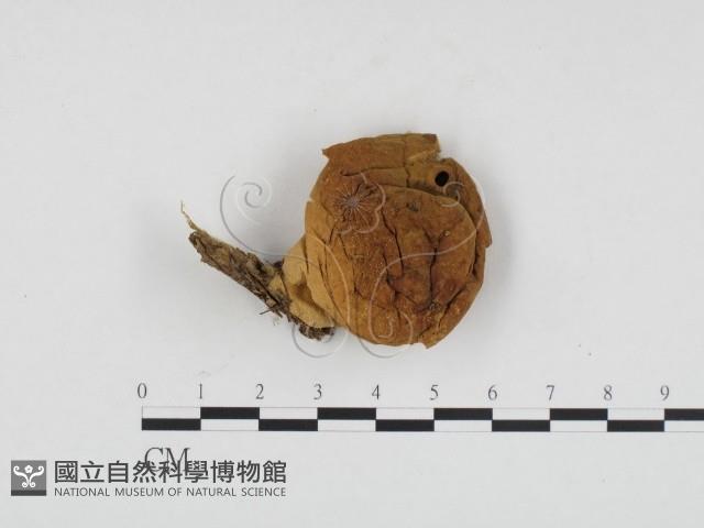 登錄號:F0024327藏品圖，第1張