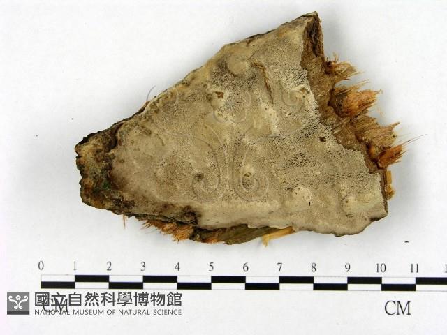 登錄號:F0004327藏品圖，第1張