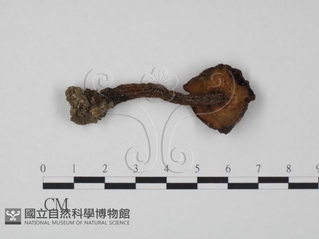 登錄號:F0022327藏品圖，第1張