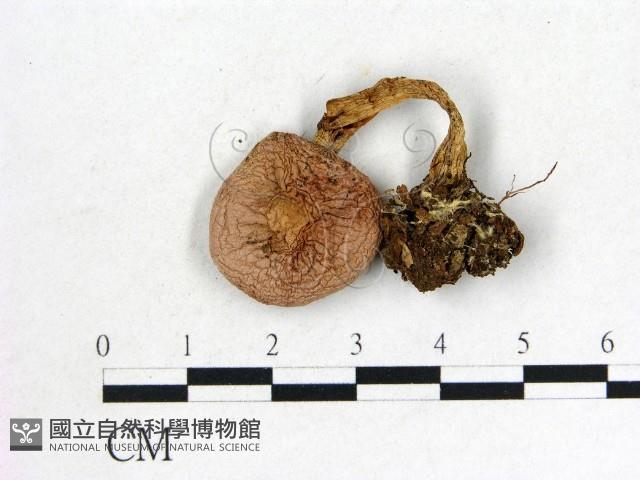 登錄號:F0002327藏品圖，第1張