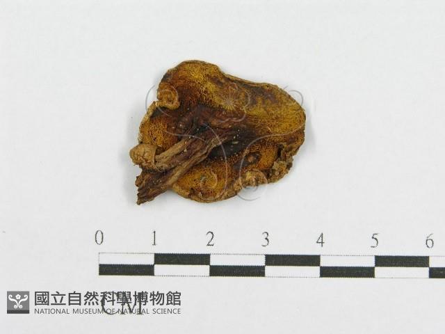 登錄號:F0012327藏品圖，第1張
