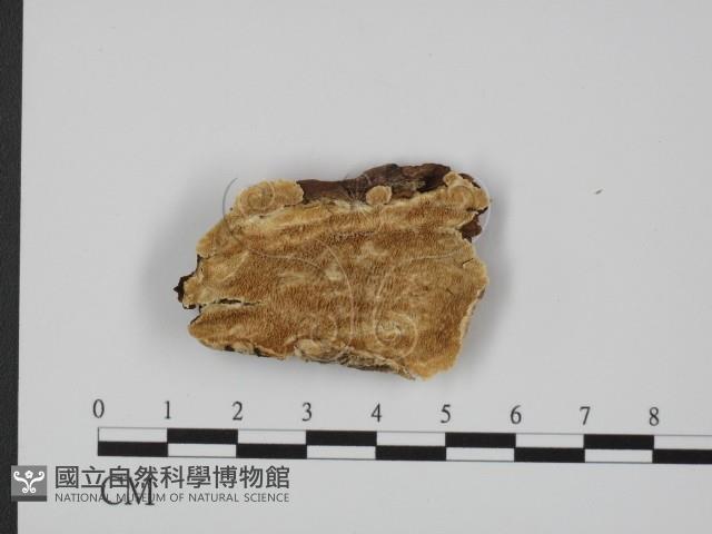 登錄號:F0007327藏品圖，第1張