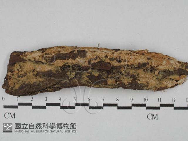 登錄號:F0025327藏品圖，第1張