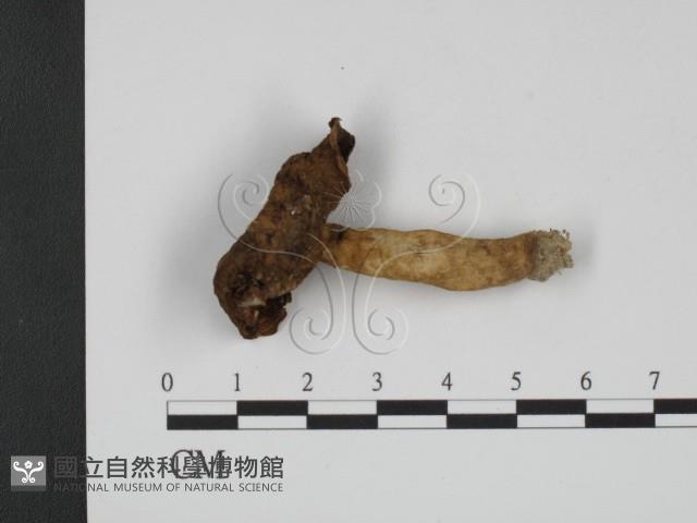 登錄號:F0003327藏品圖，第1張