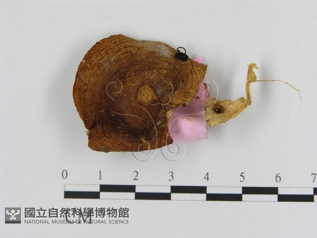 登錄號:F0013327藏品圖，第1張