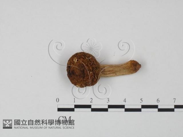 登錄號:F0020207藏品圖，第1張