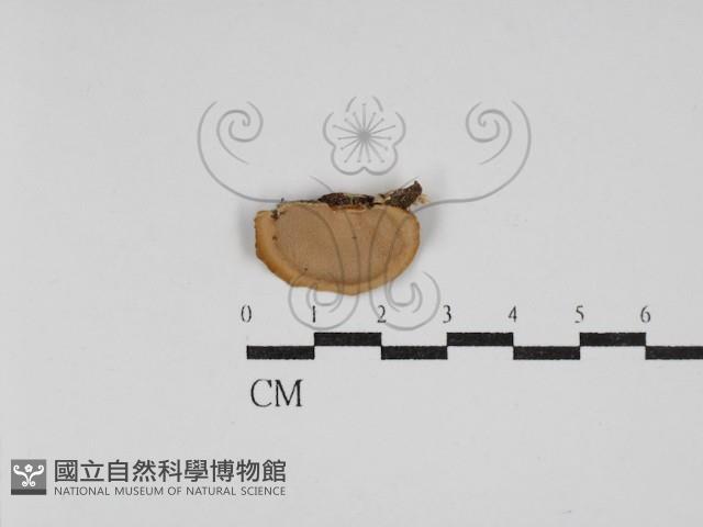 小孔菌屬藏品圖，第1張