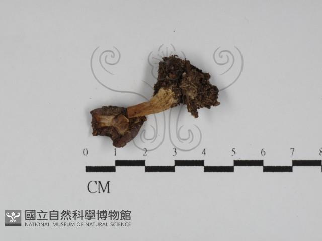 Accession Number:F0031207 Collection Image, Figure 1, Total 3 Figures