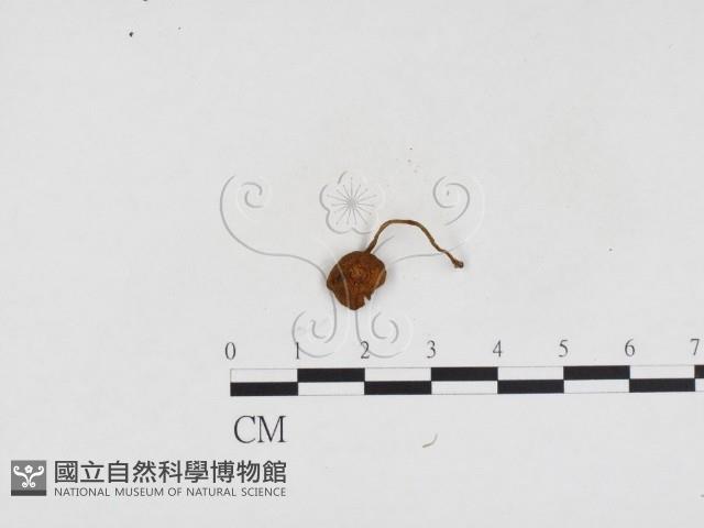 登錄號:F0024207藏品圖，第1張