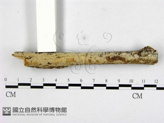 顯絲菌屬藏品圖，第1張