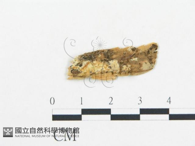 登錄號:F0012207藏品圖，第1張