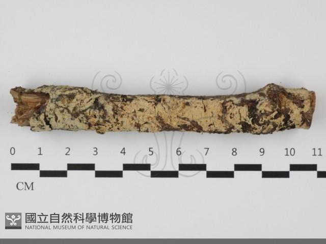 登錄號:F0032207藏品圖，第1張