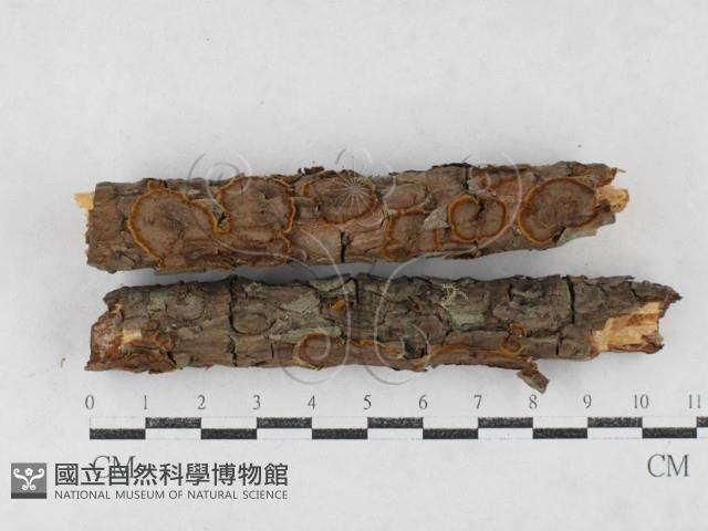 刺革菌屬藏品圖，第1張