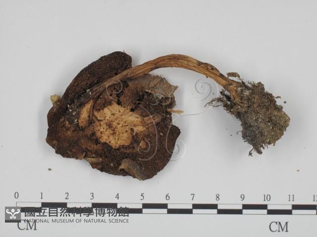 登錄號:F0013207藏品圖，第1張
