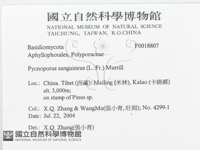 血紅密孔菌藏品圖，第3張