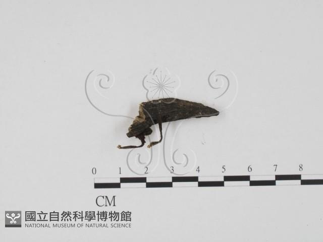 炭角菌屬藏品圖，第1張