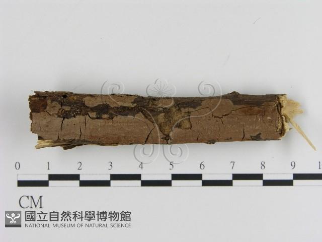 刺革菌屬藏品圖，第1張