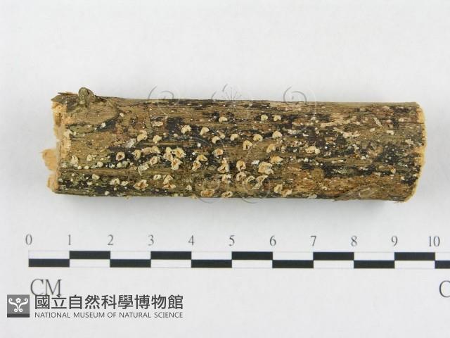 登錄號:F0010807藏品圖，第1張