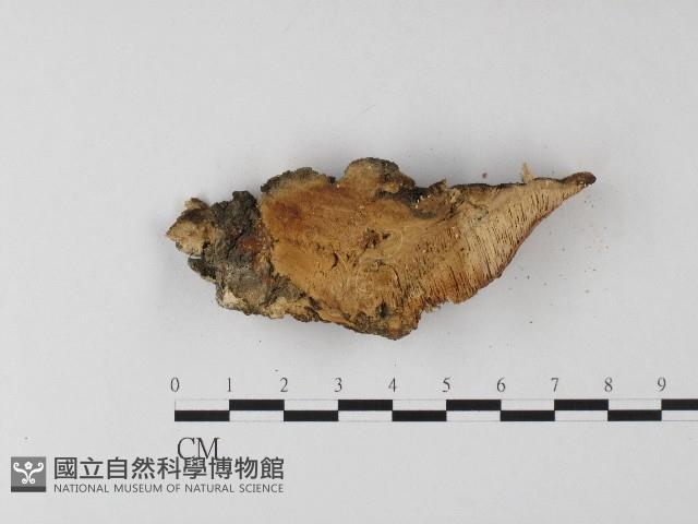 登錄號:F0006807藏品圖，第1張