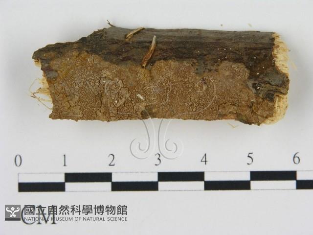 登錄號:F0016807藏品圖，第1張