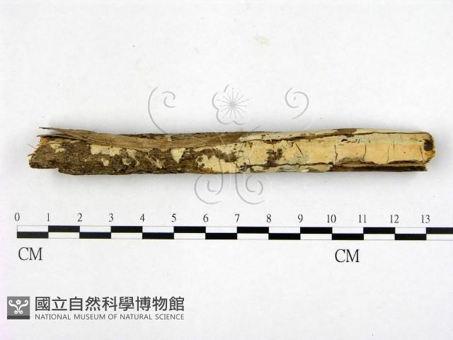 登錄號:F0021807藏品圖，第1張