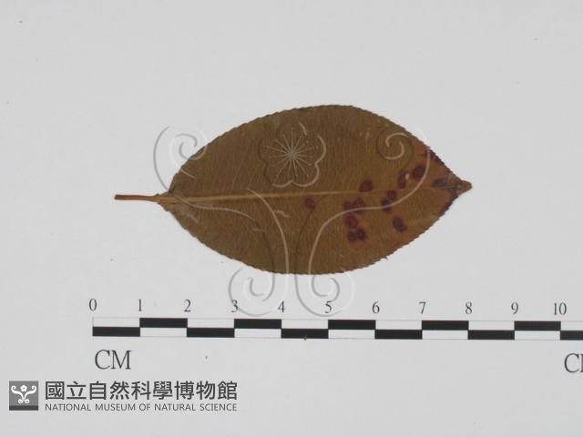 登錄號:F0011807藏品圖，第1張