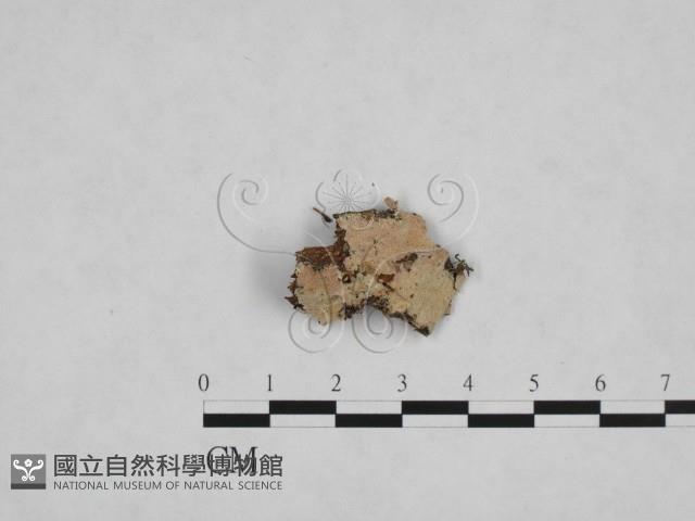 登錄號:F0024807藏品圖，第1張