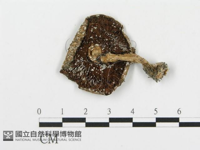 登錄號:F0004807藏品圖，第1張
