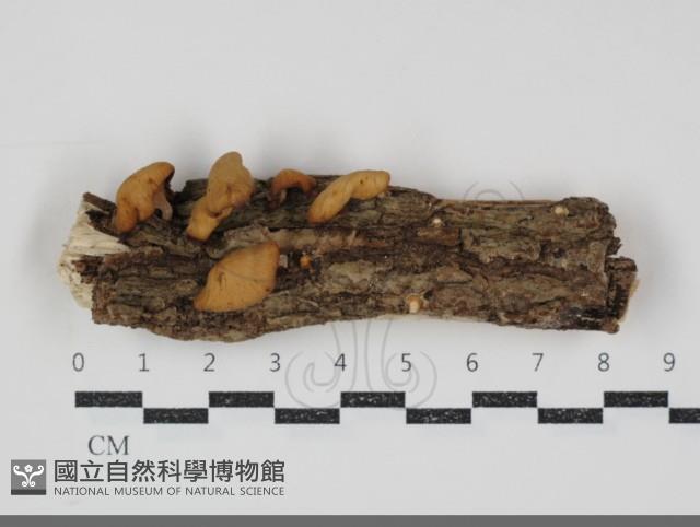 多孔菌屬藏品圖，第1張