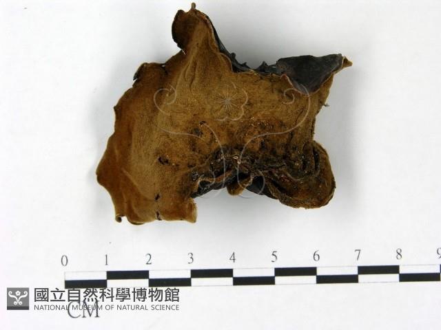 毛木耳藏品圖，第1張