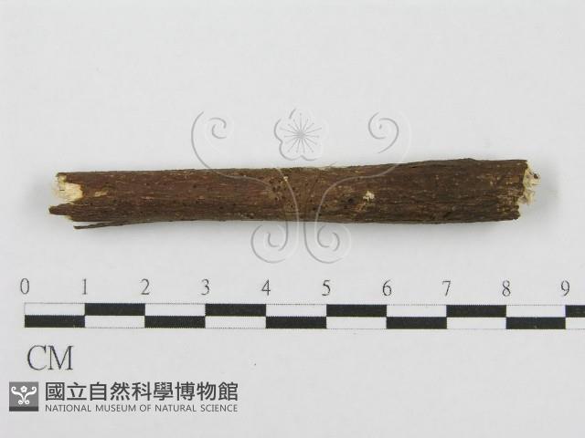 筍殼菌屬藏品圖，第1張