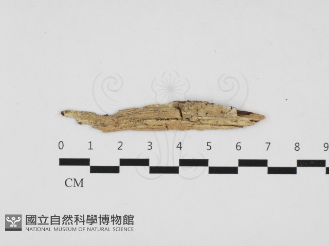 登錄號:F0032807藏品圖，第1張