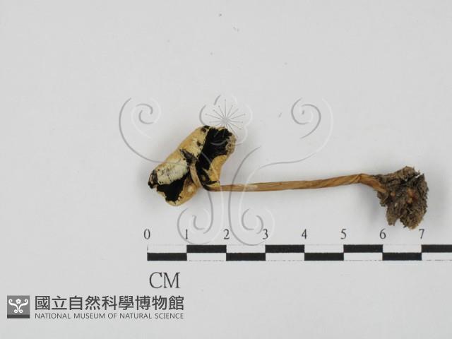 登錄號:F0027807藏品圖，第1張