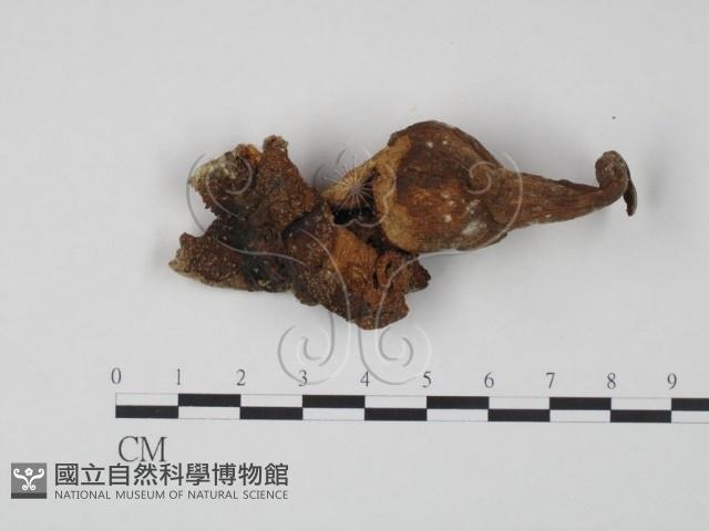 登錄號:F0007807藏品圖，第1張