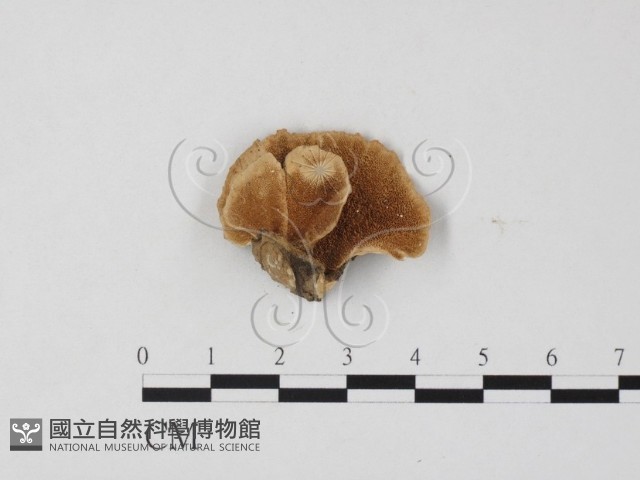 雲芝藏品圖，第1張