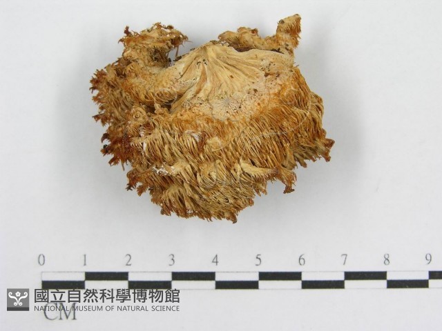 登錄號:F0005807藏品圖，第1張