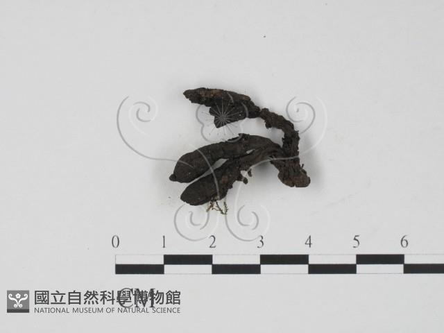 登錄號:F0009807藏品圖，第1張