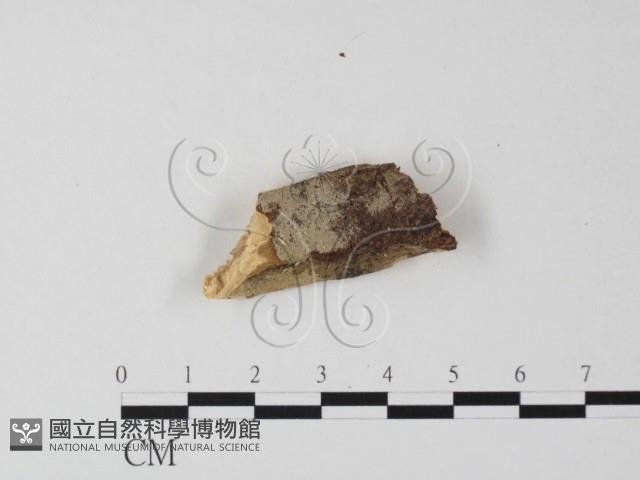 顯絲菌屬藏品圖，第1張