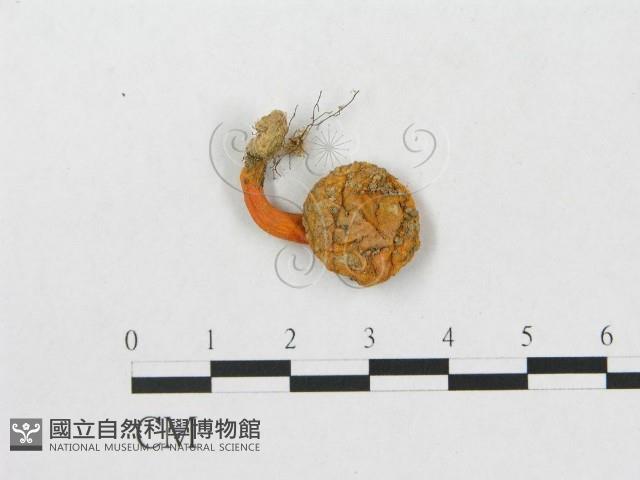 登錄號:F0003807藏品圖，第1張