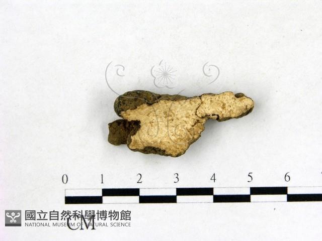 登錄號:F0008907藏品圖，第1張