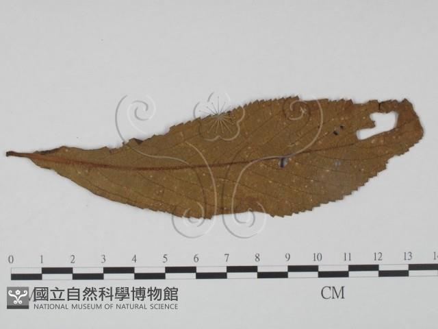 登錄號:F0018907藏品圖，第1張