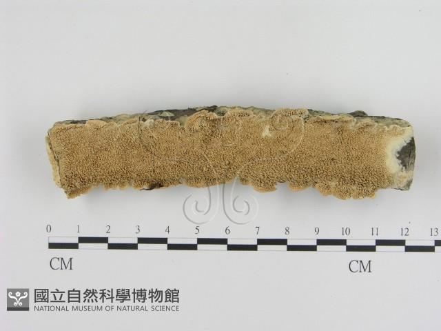 館號:F0020907藏品圖，第1張