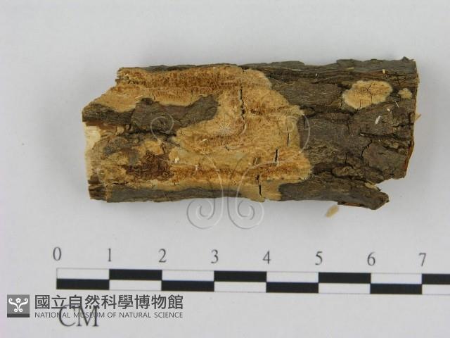 登錄號:F0000907藏品圖，第1張