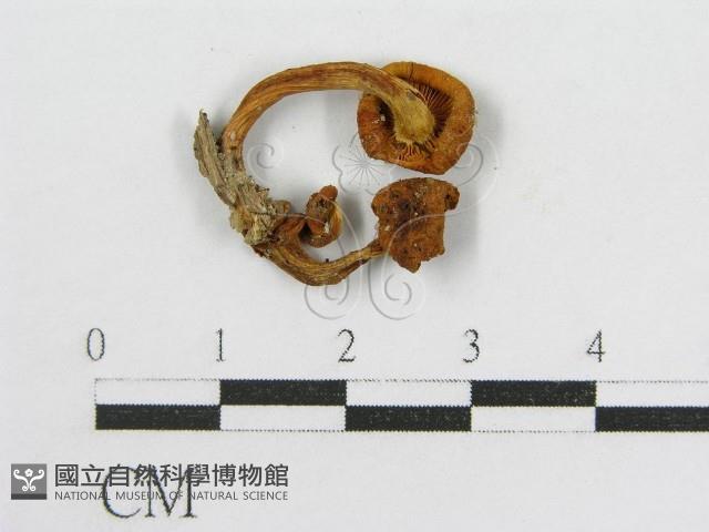 登錄號:F0010907藏品圖，第1張