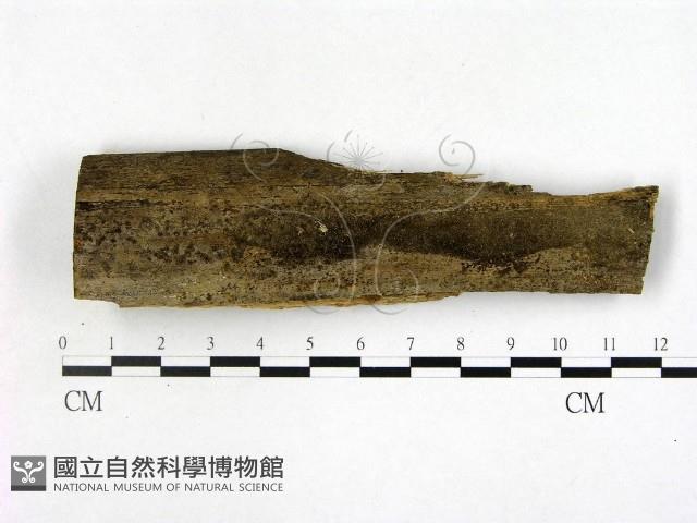 登錄號:F0016907藏品圖，第1張